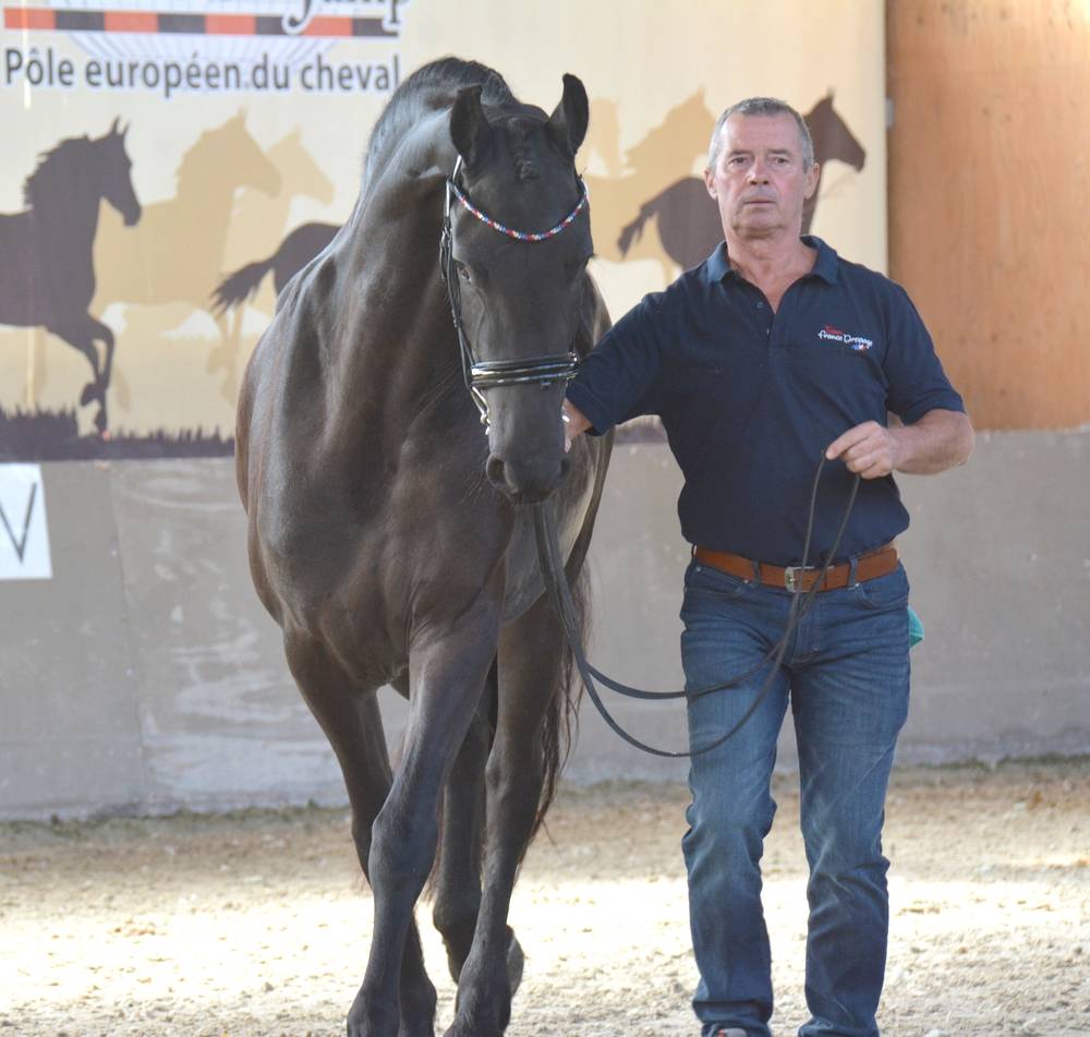 Potranca Frisón En venta 2022 Negro por Elias 494