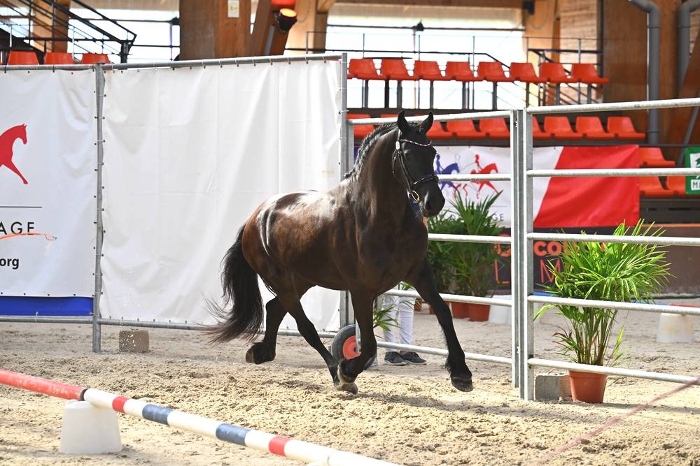 Potranca Frisón En venta 2022 Negro por Elias 494