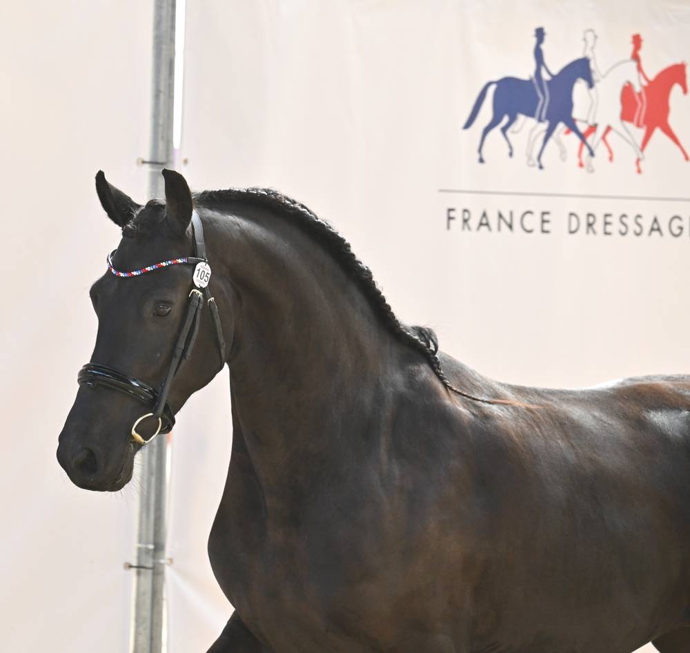 Potranca Frisón En venta 2022 Negro por Elias 494