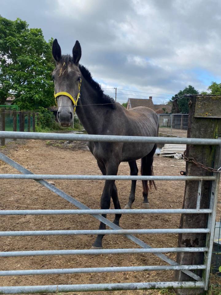 Semental Zangersheide En venta 2022 Tordo por RIO VD ZWARTBLESHOEVE