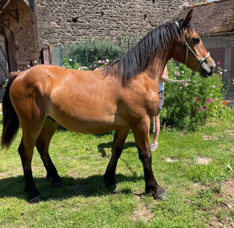 Caballo castrado Media Sangre Arabe En venta 2023 Bayo por AF MANJAROH