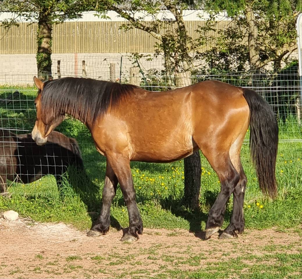 Caballo castrado Media Sangre Arabe En venta 2023 Bayo por AF MANJAROH