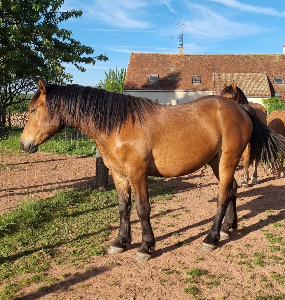 Caballo castrado Media Sangre Arabe En venta 2023 Bayo por AF MANJAROH