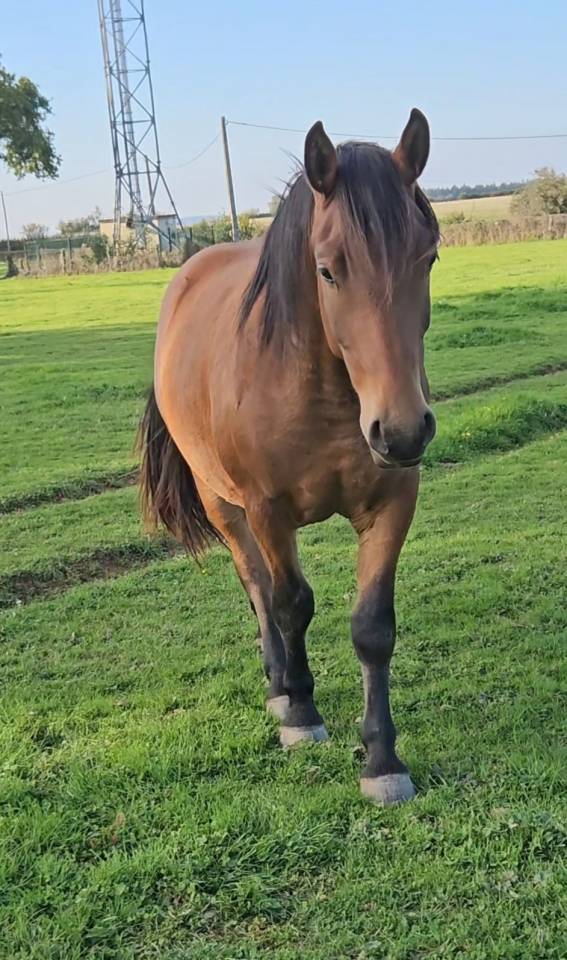 Caballo castrado Media Sangre Arabe En venta 2023 Bayo por AF MANJAROH