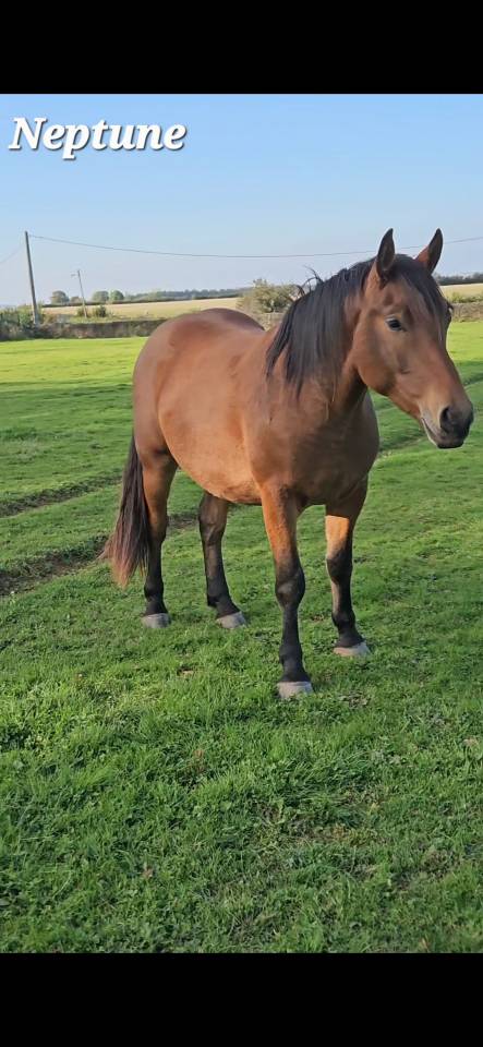 Caballo castrado Media Sangre Arabe En venta 2023 Bayo por AF MANJAROH