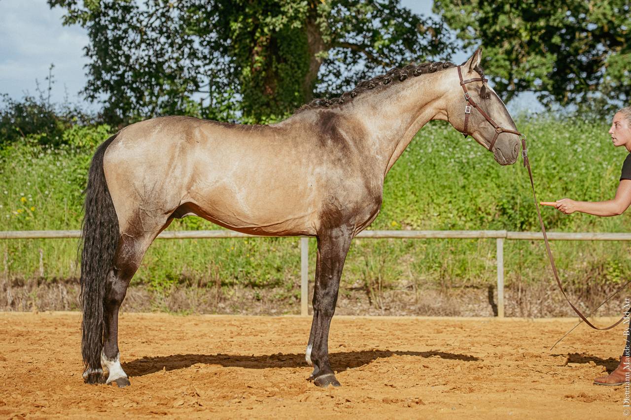 Semental Lusitano En venta 2009 Isabelo
