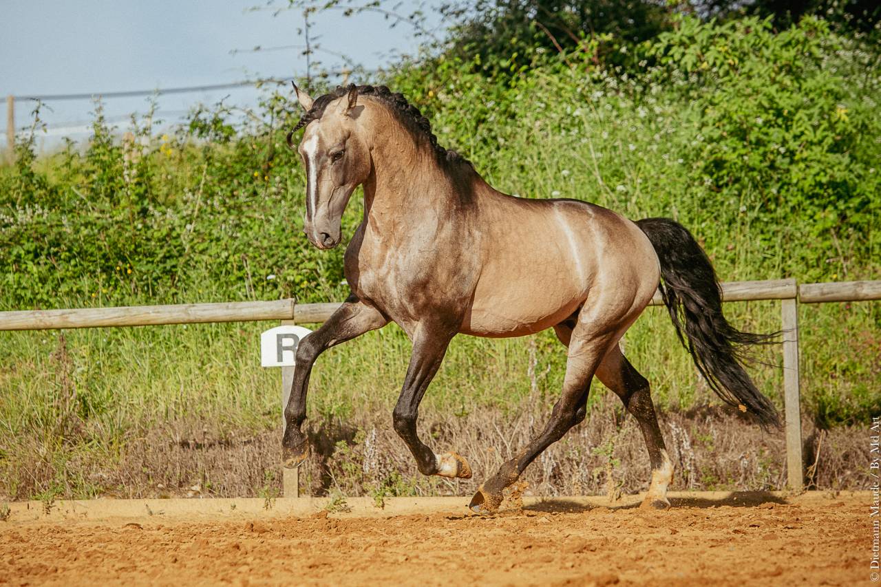 Semental Lusitano En venta 2009 Isabelo