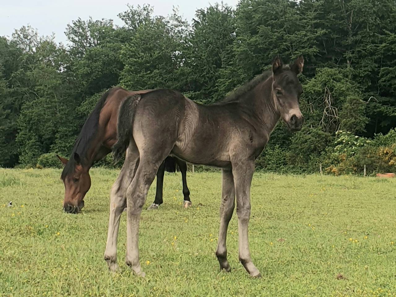 Potro New Forest En venta 2024 Bayo moreno por KOMILFO LOVE DE CE