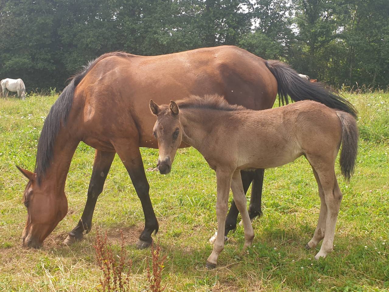 Potro New Forest En venta 2024 Bayo moreno por KOMILFO LOVE DE CE