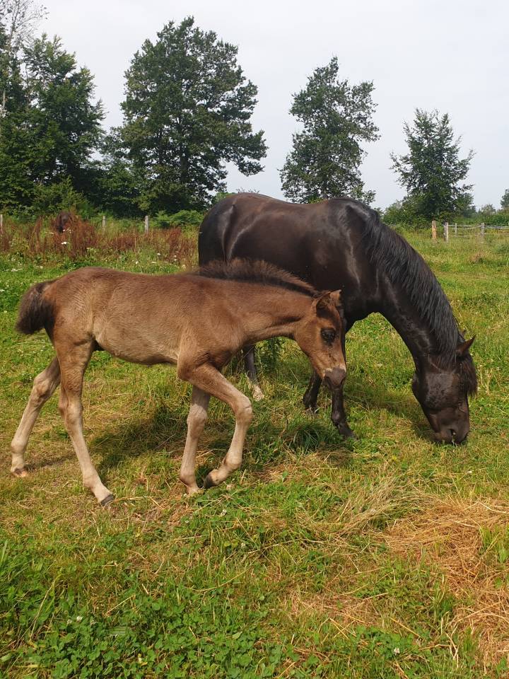 Potro New Forest En venta 2024 Bayo moreno por KOMILFO LOVE DE CE