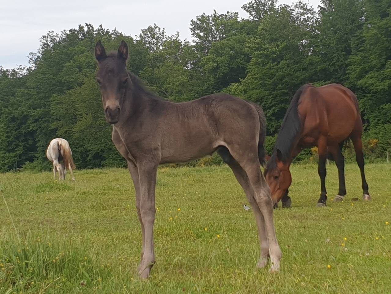 Potro New Forest En venta 2024 Bayo moreno por KOMILFO LOVE DE CE