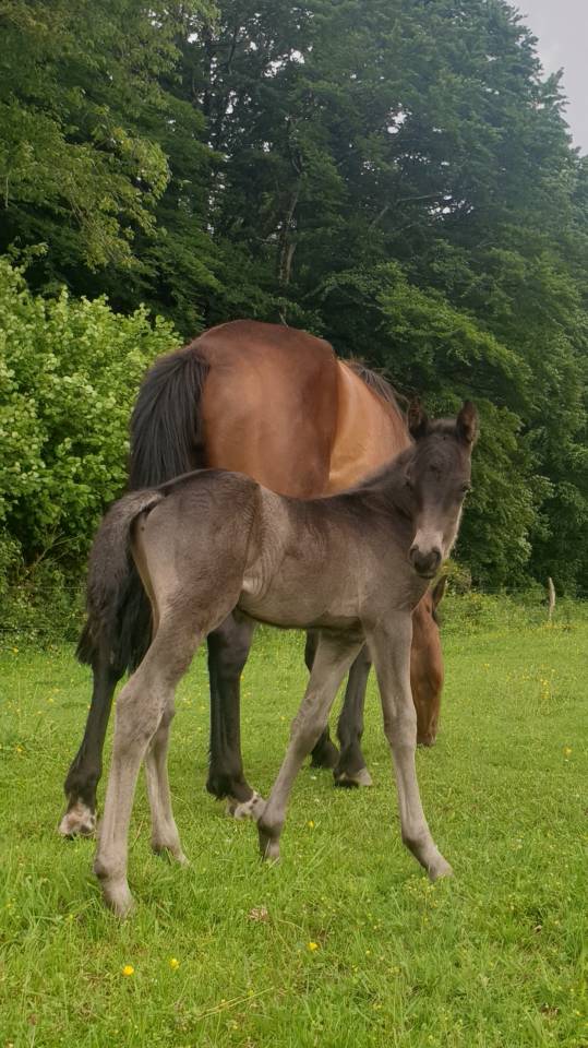 Potro New Forest En venta 2024 Bayo moreno por KOMILFO LOVE DE CE