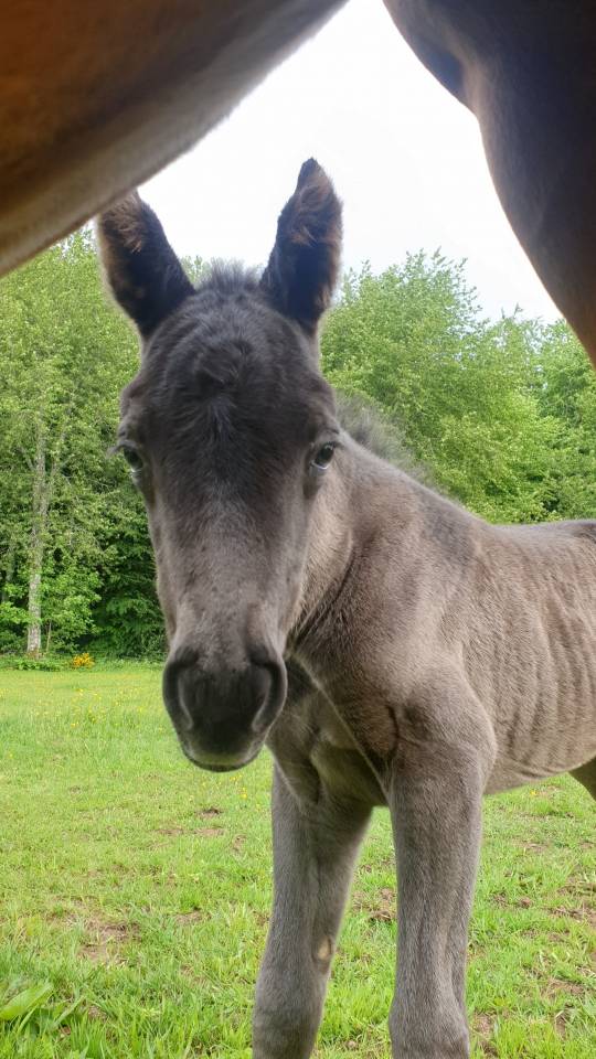 Potro New Forest En venta 2024 Bayo moreno por KOMILFO LOVE DE CE