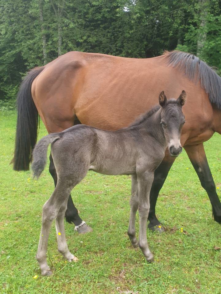 Potro New Forest En venta 2024 Bayo moreno por KOMILFO LOVE DE CE