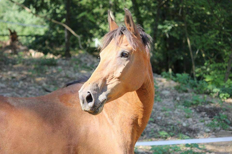 Yegua Poni de Silla Alemán, Deutsches Reitpony En venta 2005 Bayo