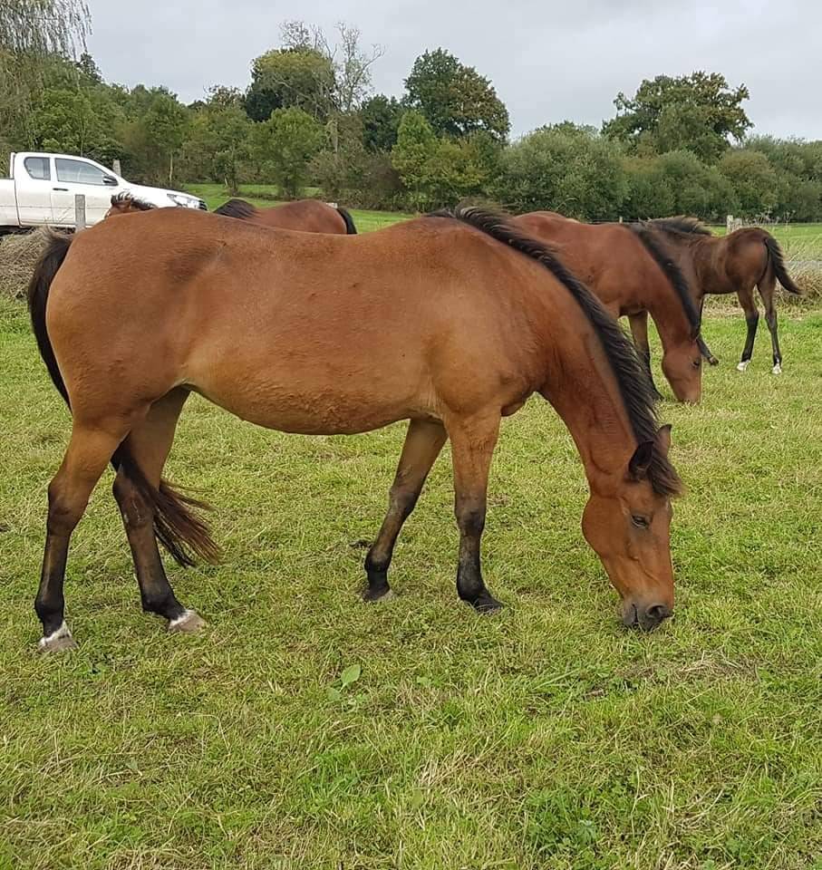 Yegua Poni de Silla Alemán, Deutsches Reitpony En venta 2005 Bayo