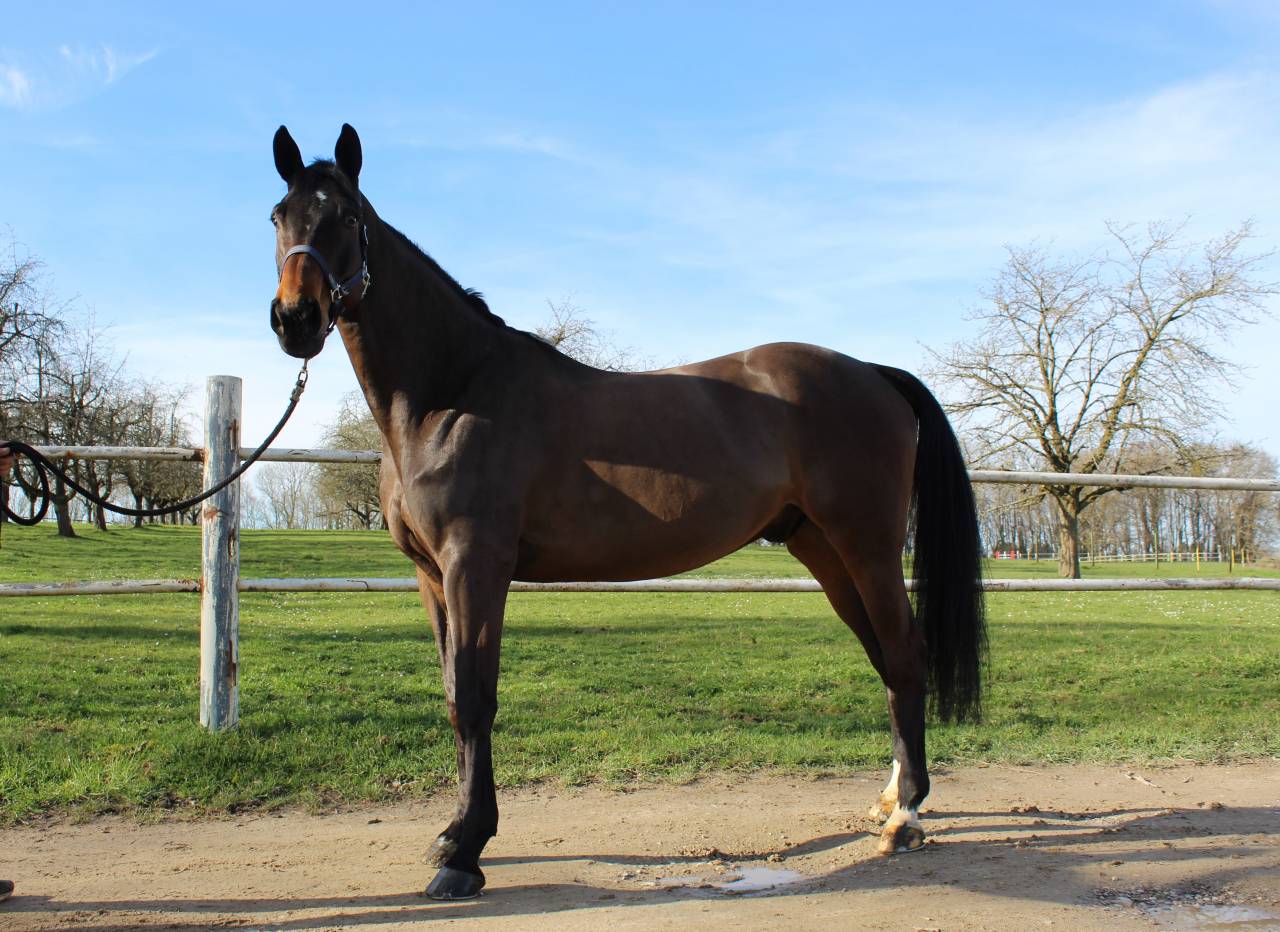 Caballo castrado Silla Francés En venta 2014 Bayo por MAGNUS ROMEO (ARG)