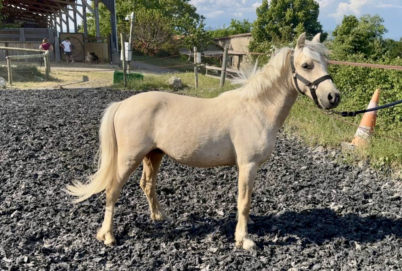 Potro Welsh Part Bred En venta 2023 Palomino por itak de l'ourea