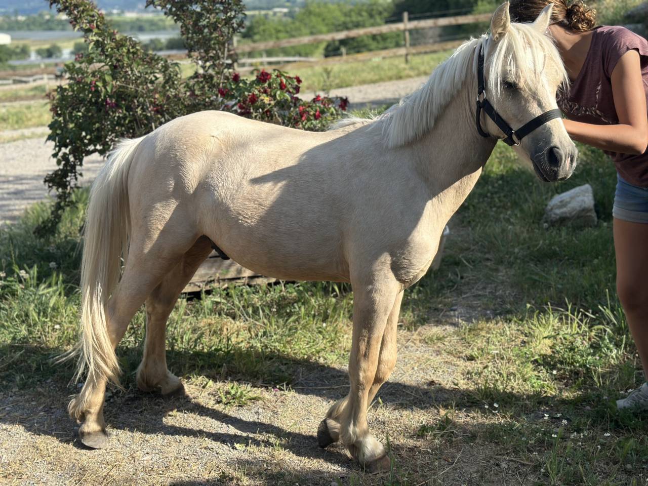 Potro Welsh Part Bred En venta 2023 Palomino por itak de l'ourea