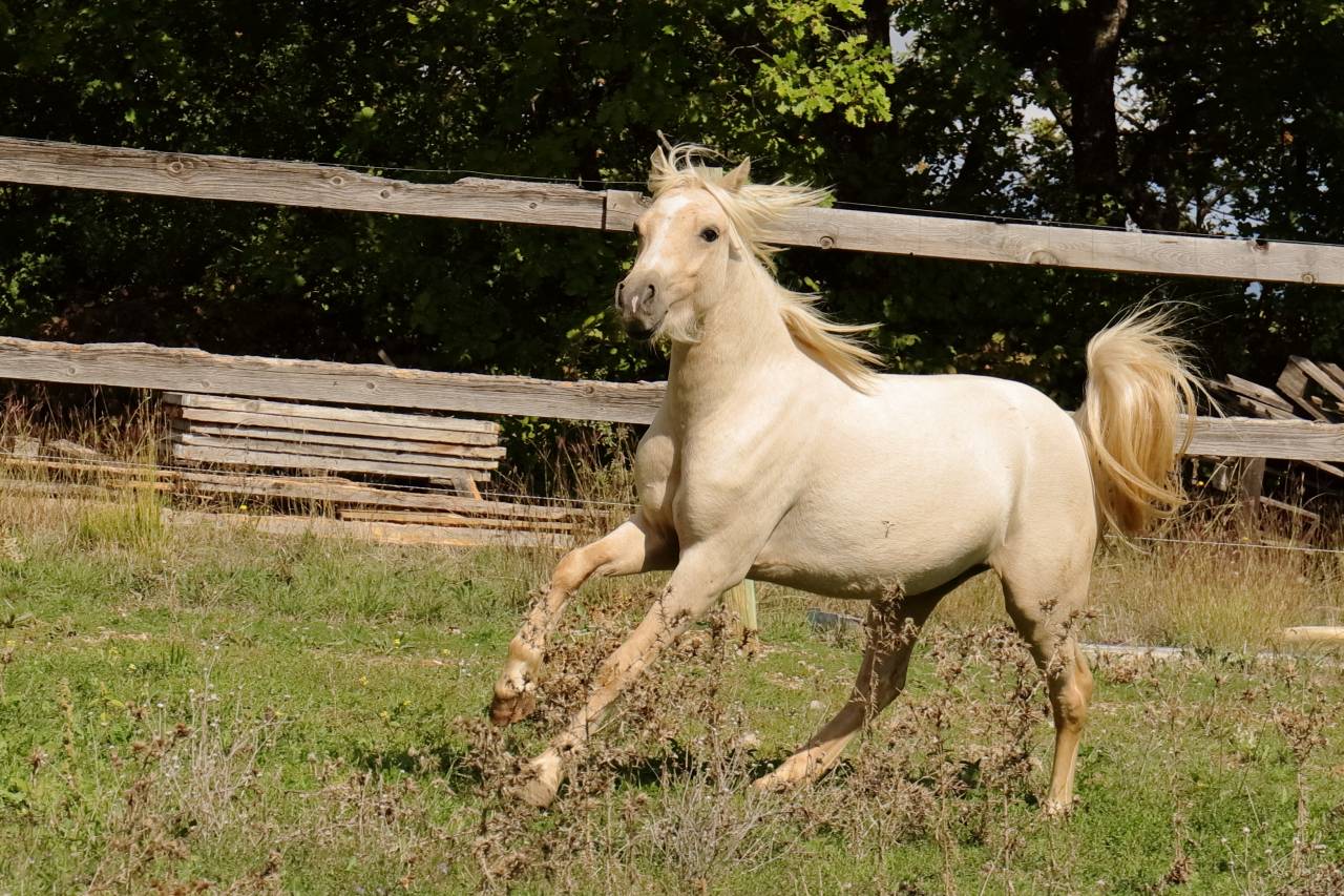 Potro Welsh Part Bred En venta 2023 Palomino por itak de l'ourea
