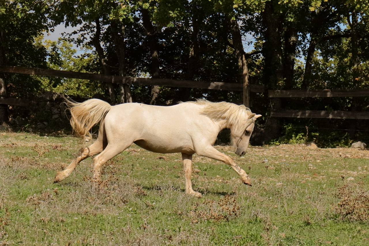 Potro Welsh Part Bred En venta 2023 Palomino por itak de l'ourea