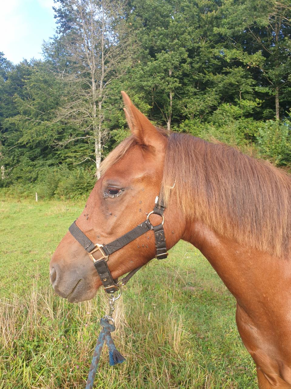 Potro New Forest En venta 2023 Alazán por Heartbreaker O'Mallet