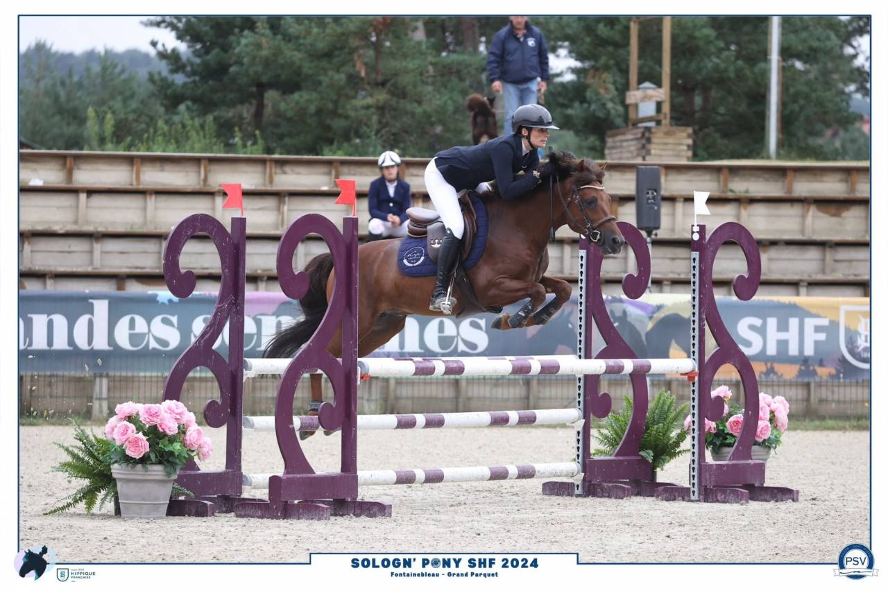 Potro New Forest En venta 2023 Alazán por Heartbreaker O'Mallet