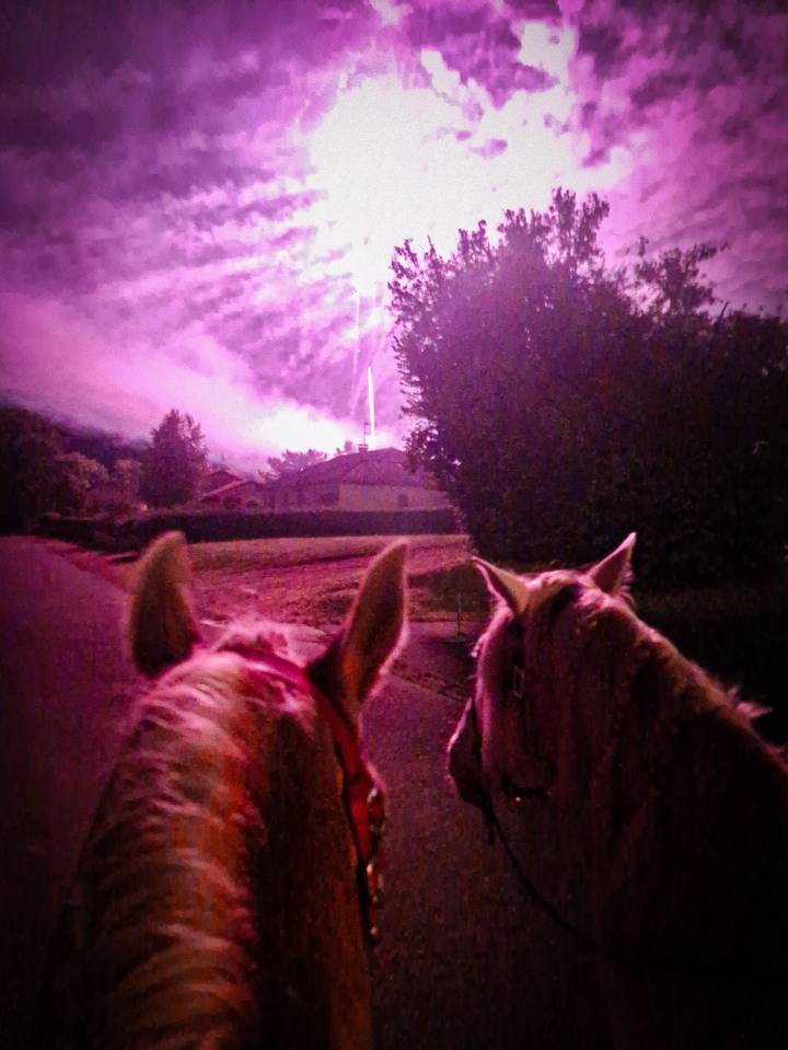 Karajan d'Aure  - Lusitano 2020 por Delirio de Bouchetis