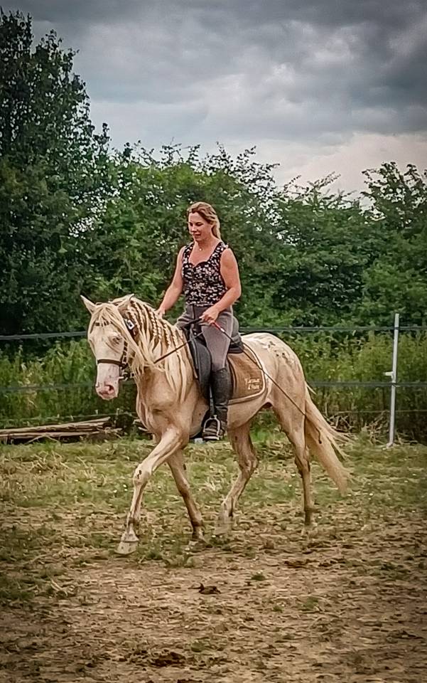 Karajan d'Aure  - Lusitano 2020 por Delirio de Bouchetis