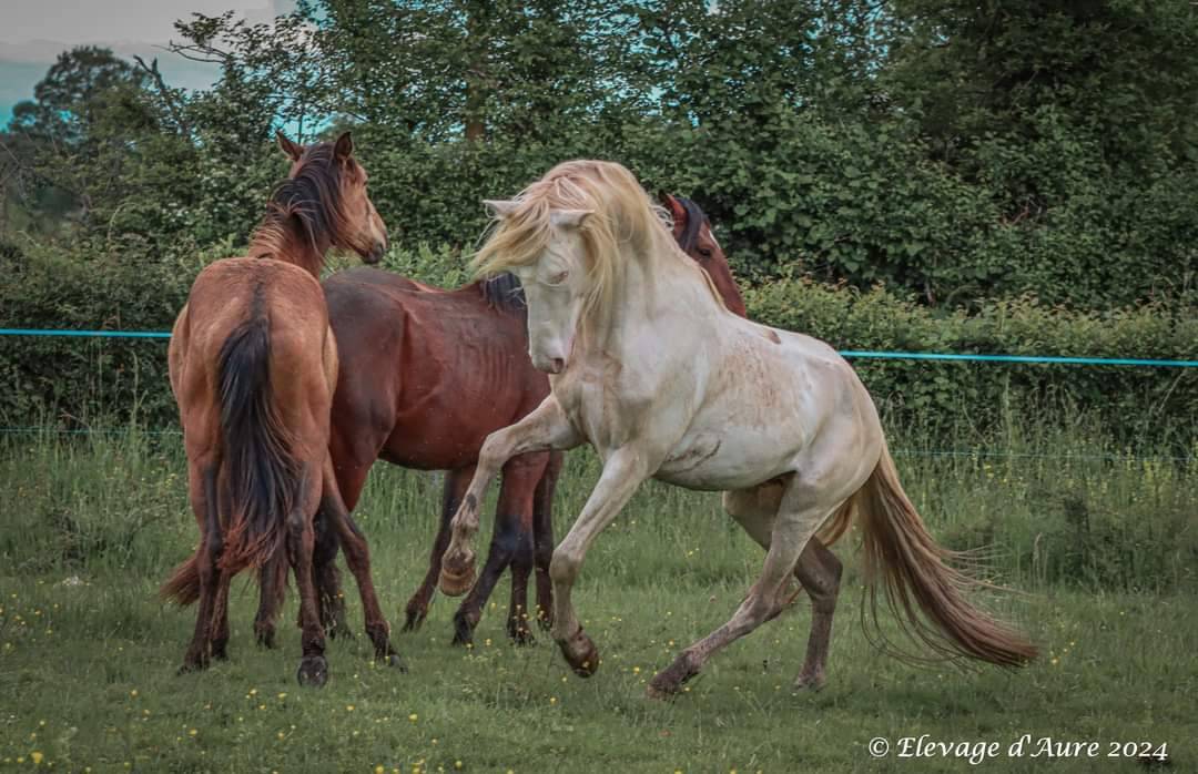 Karajan d'Aure  - Lusitano 2020 por Delirio de Bouchetis