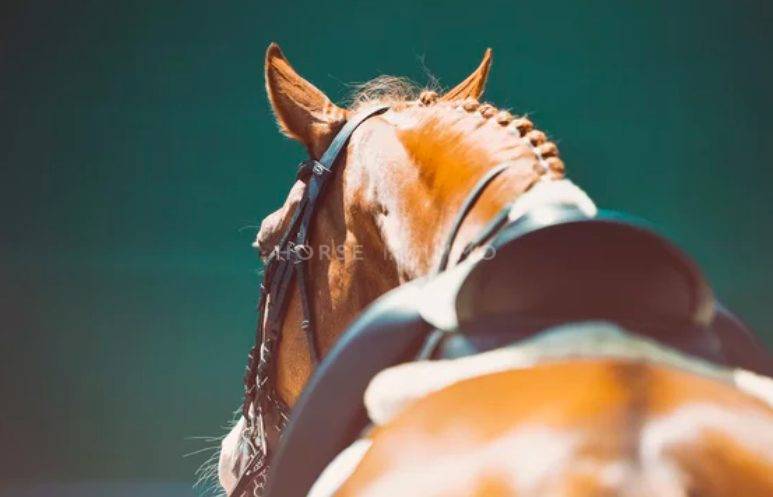 Centro ecuestre En venta Hérault