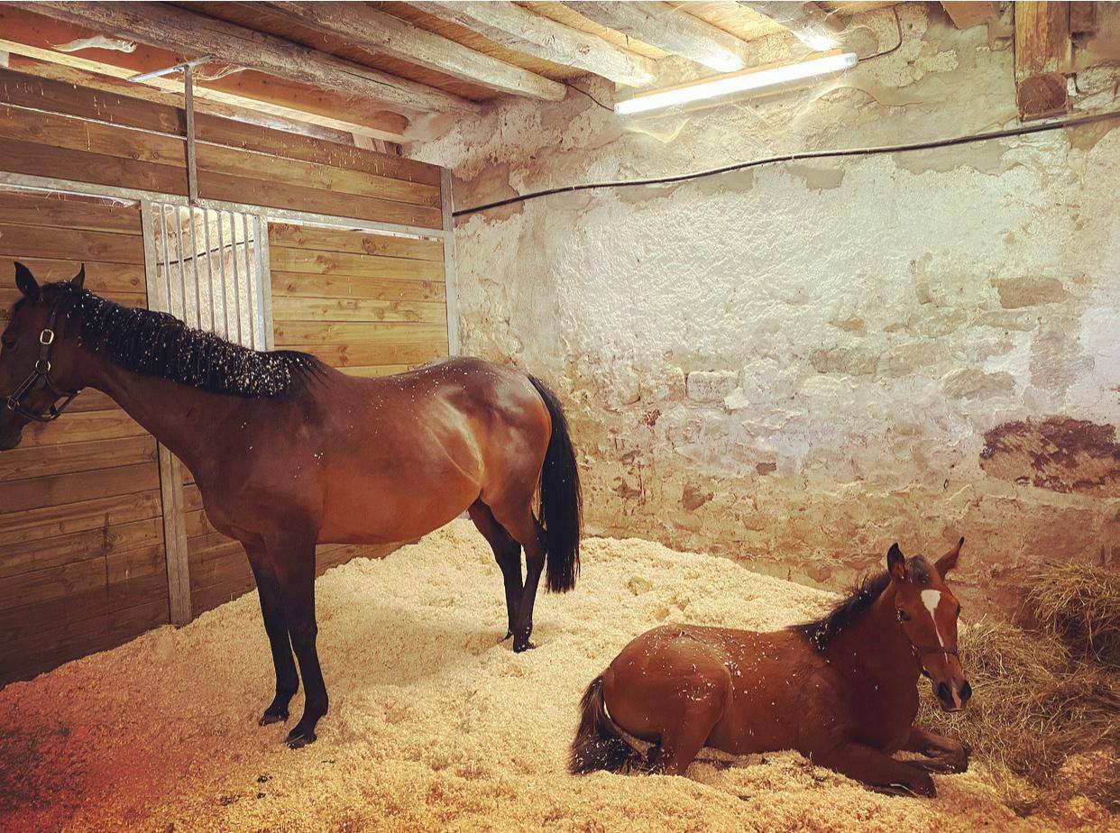 Acaballadero En venta Allier