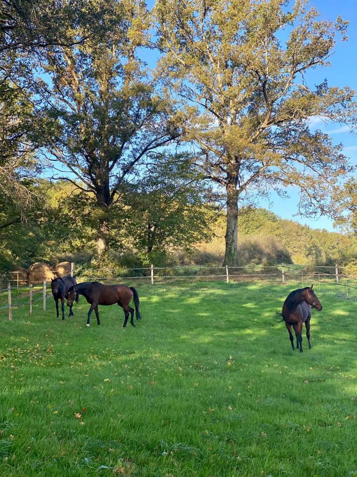 Acaballadero En venta Allier