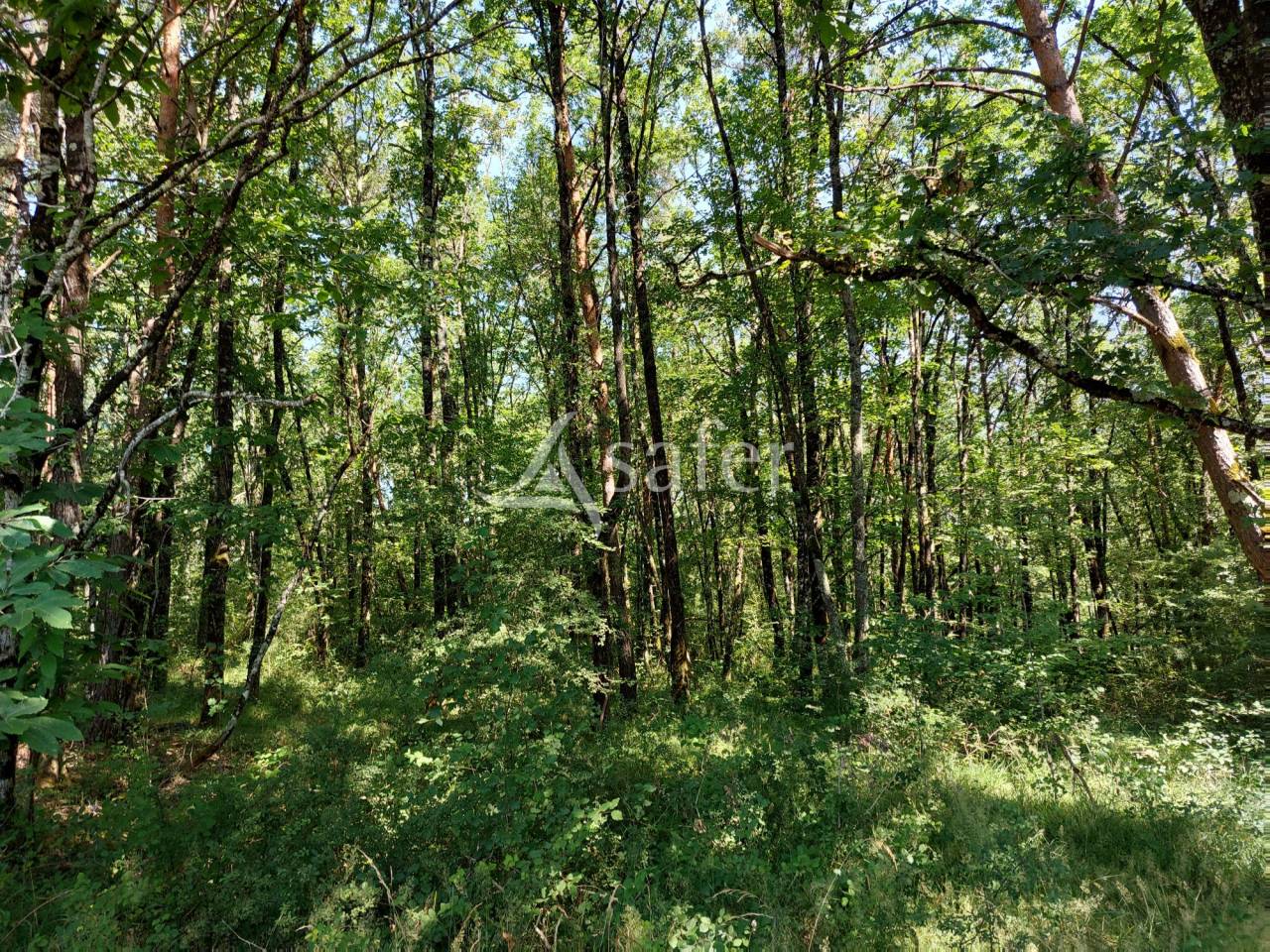 Explotación ovina En venta Dordoña