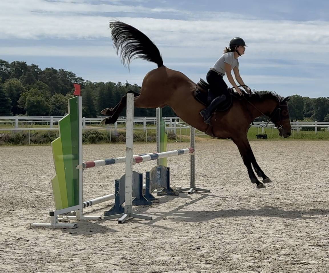 Yegua Silla Francés En venta 2019 Bayo