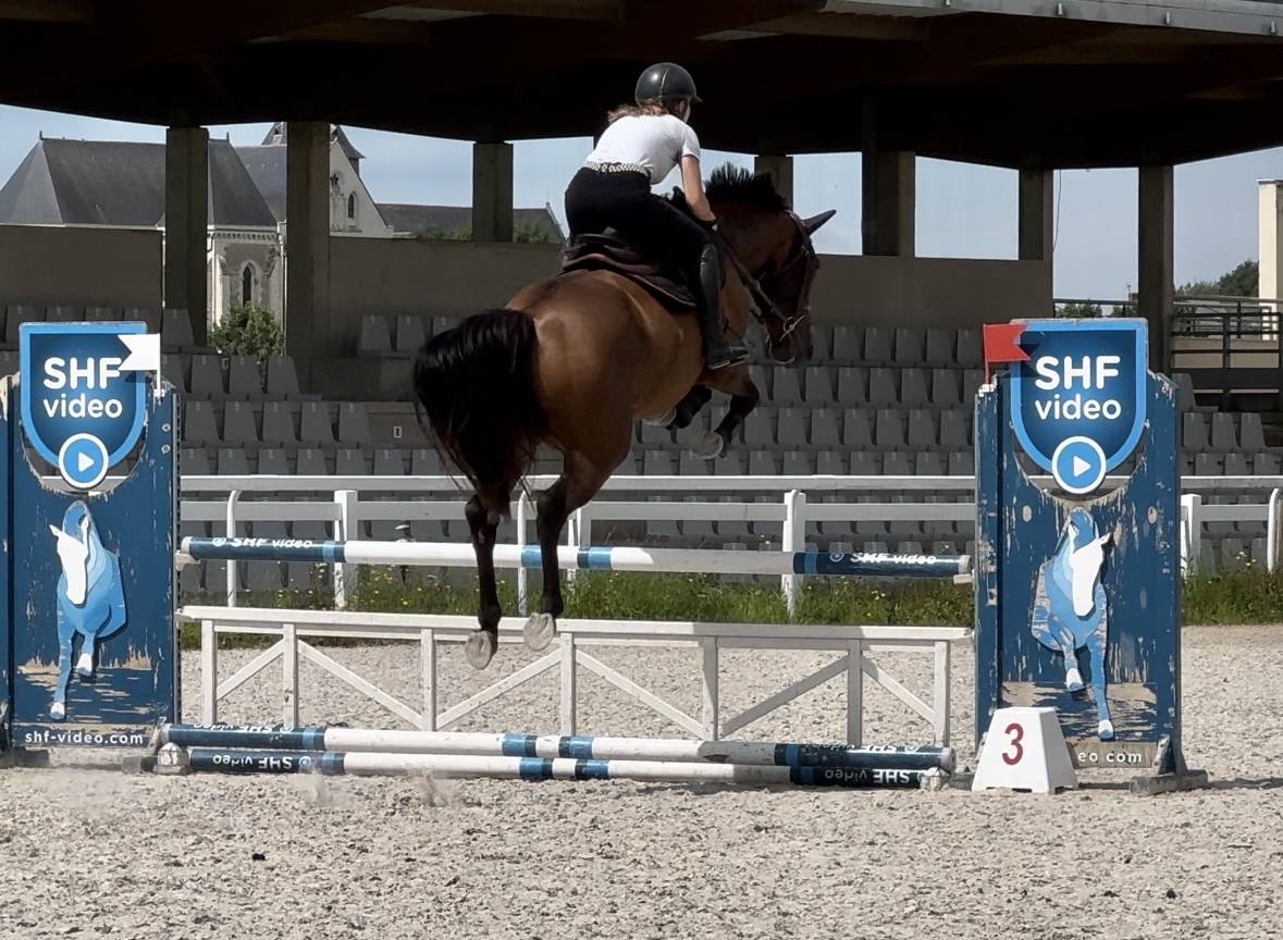 Yegua Silla Francés En venta 2019 Bayo