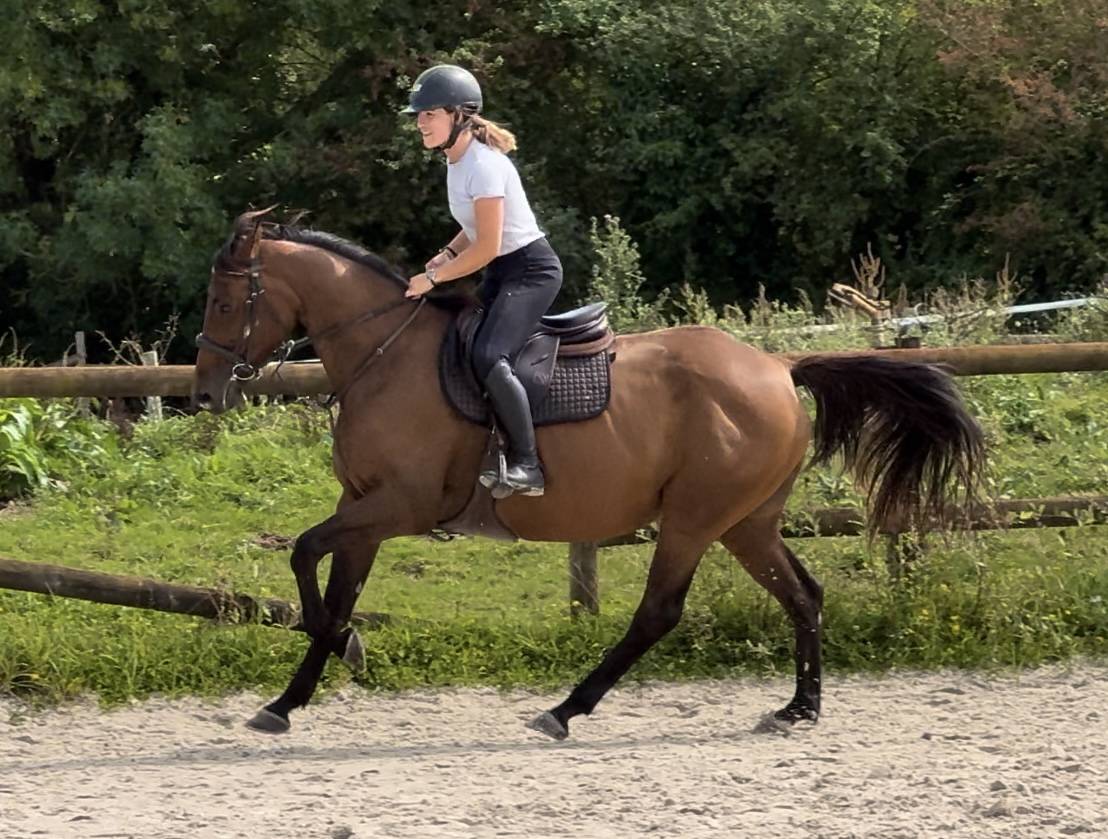 Yegua Silla Francés En venta 2019 Bayo