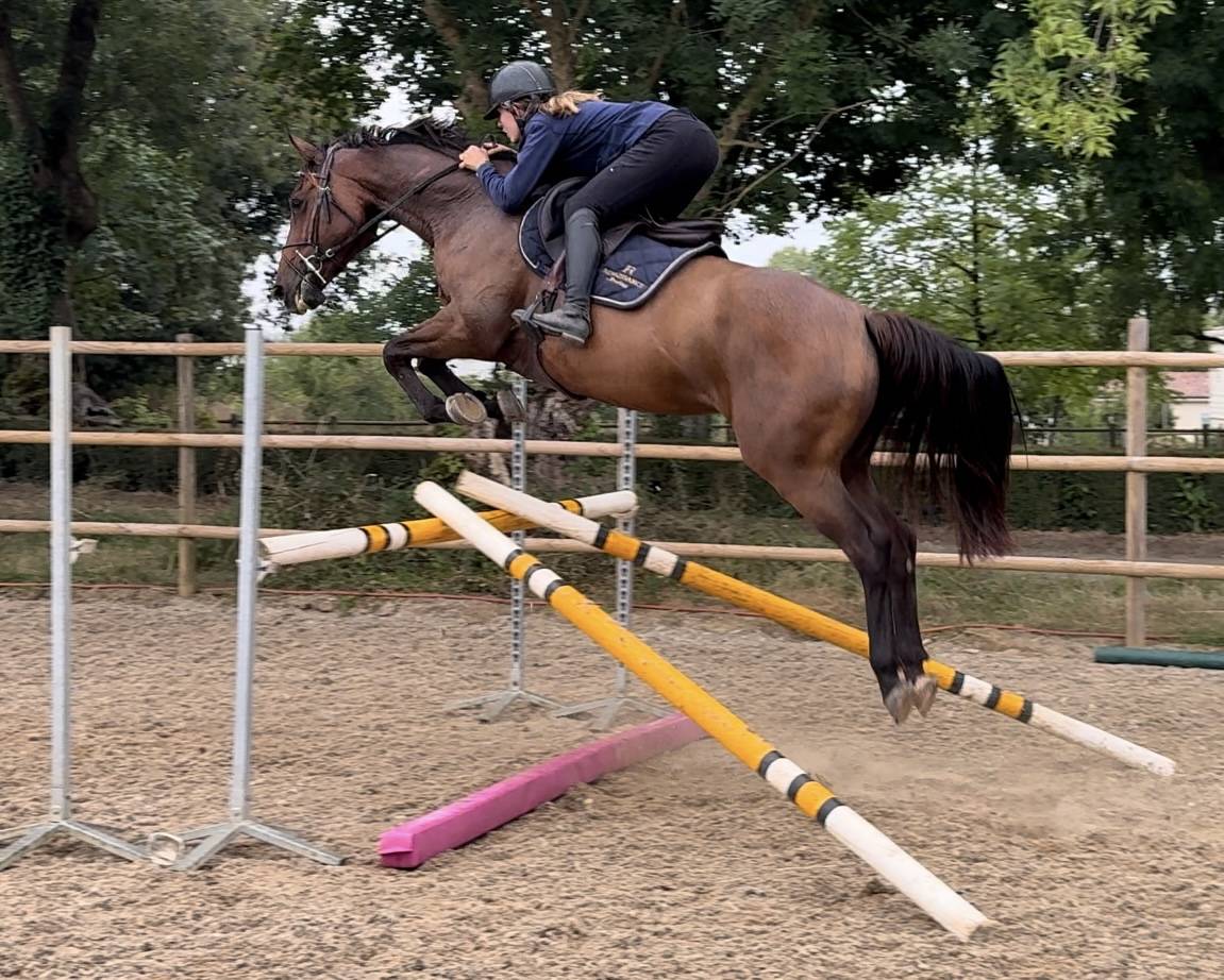 Yegua Silla Francés En venta 2019 Bayo