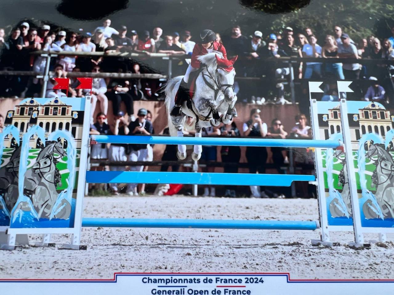 Semental Dutch Riding Pony Préstamo 2012 Tordo