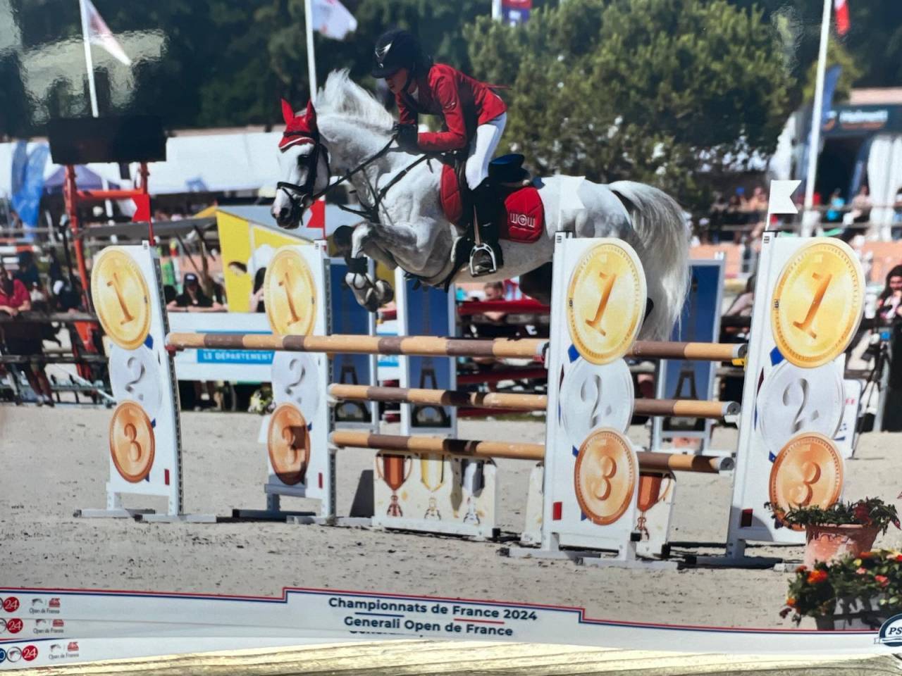 Semental Dutch Riding Pony Préstamo 2012 Tordo