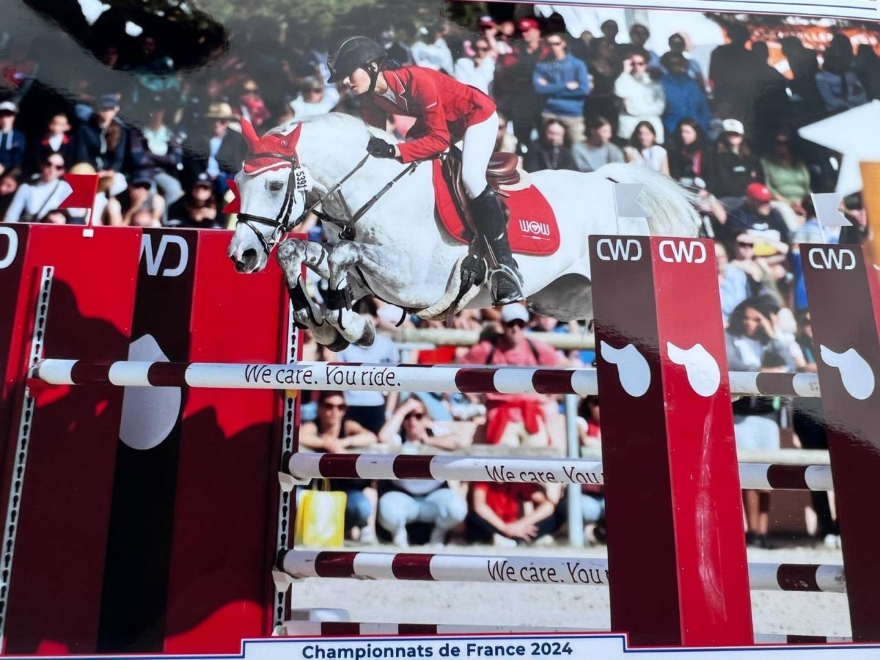 Semental Dutch Riding Pony Préstamo 2012 Tordo