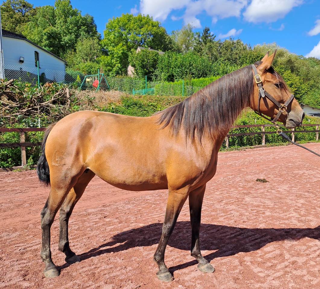 Yegua Lusitano En venta 2018 Bayo por SPARTACUS