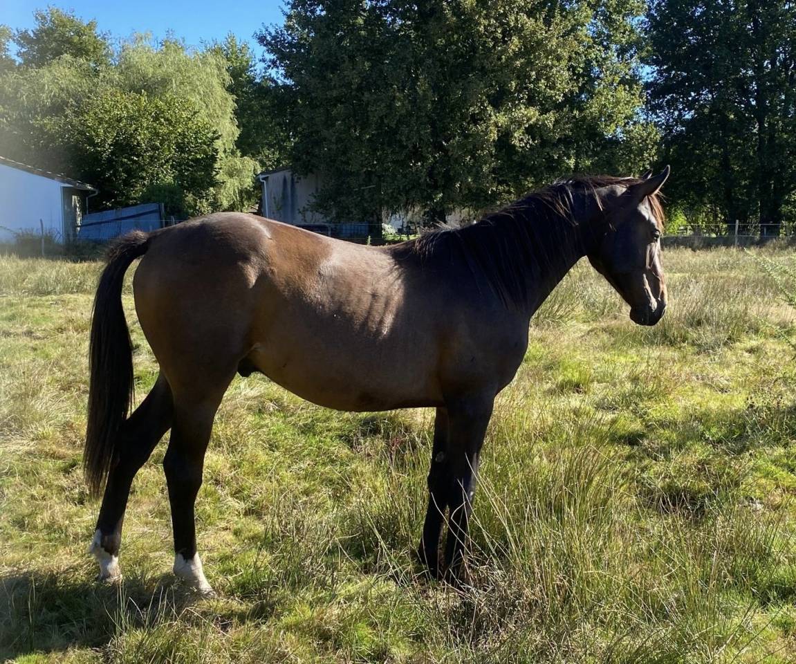 Potro Silla Francés En venta 2023 Bayo por ULHAN DU TEMPLE