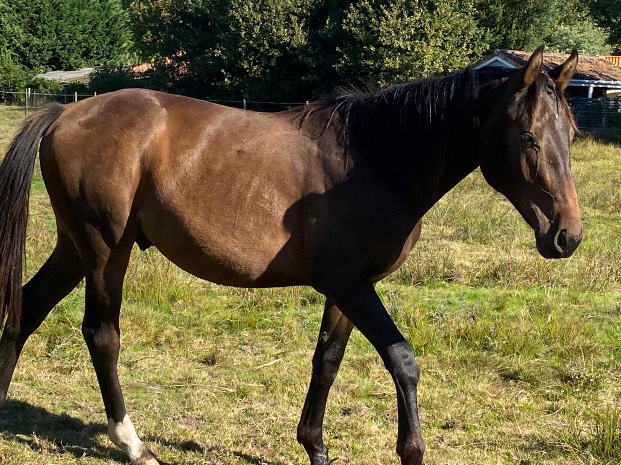 Potro Silla Francés En venta 2023 Bayo por ULHAN DU TEMPLE