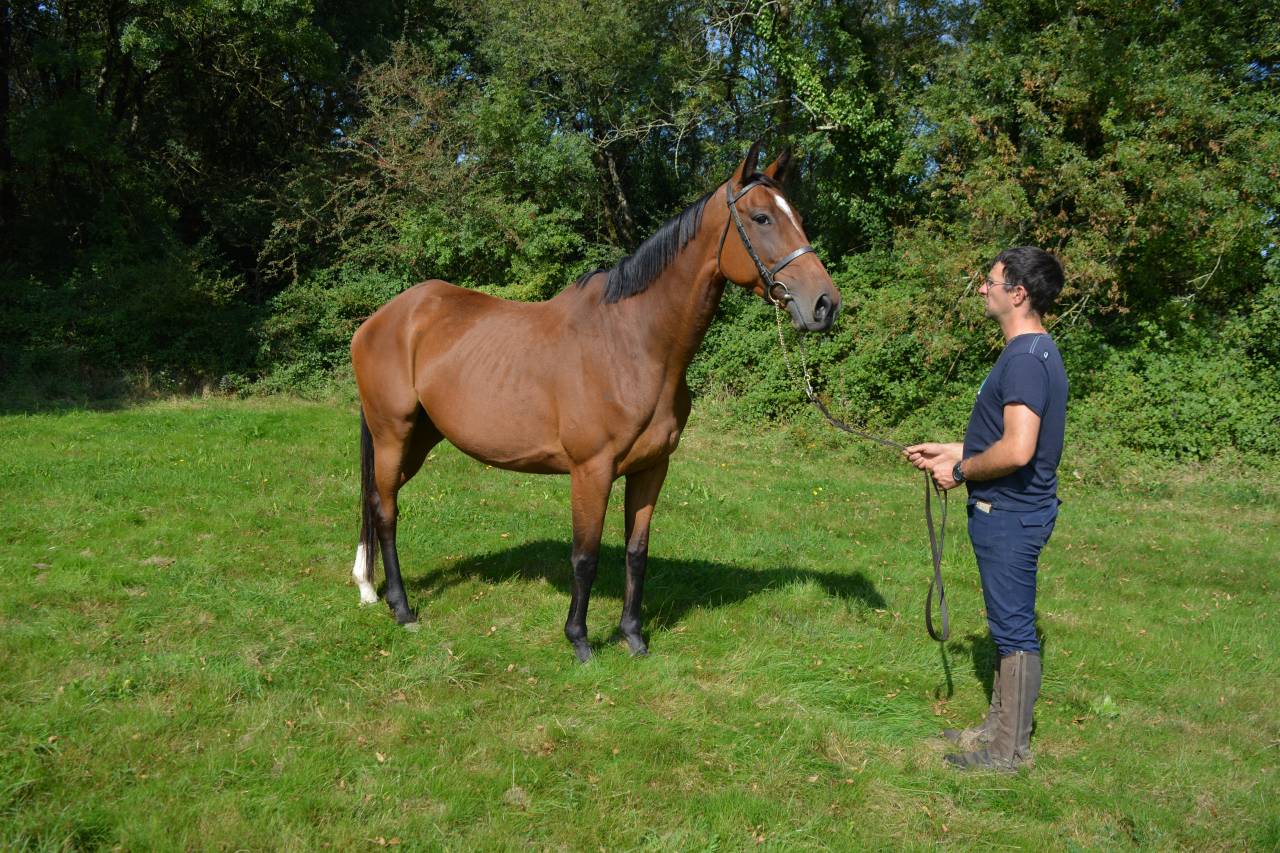 Yegua Pura Sangre En venta 2017 Bayo