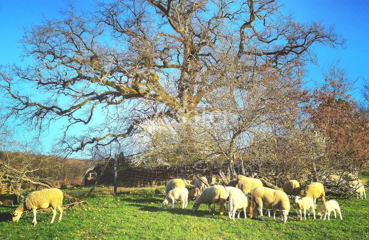 Explotación avícola En venta Tarn y Garona