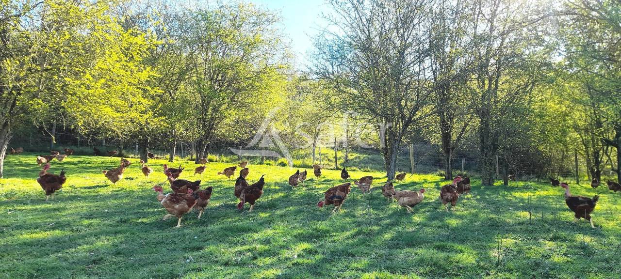 Explotación avícola En venta Tarn y Garona