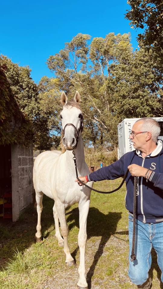 Caballo castrado Zangersheide En venta 2022 Tordo por CABRIO VAN DE HEFFINCK