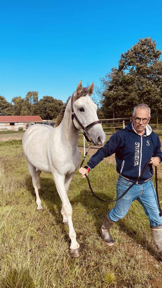 Caballo castrado Zangersheide En venta 2022 Tordo por CABRIO VAN DE HEFFINCK