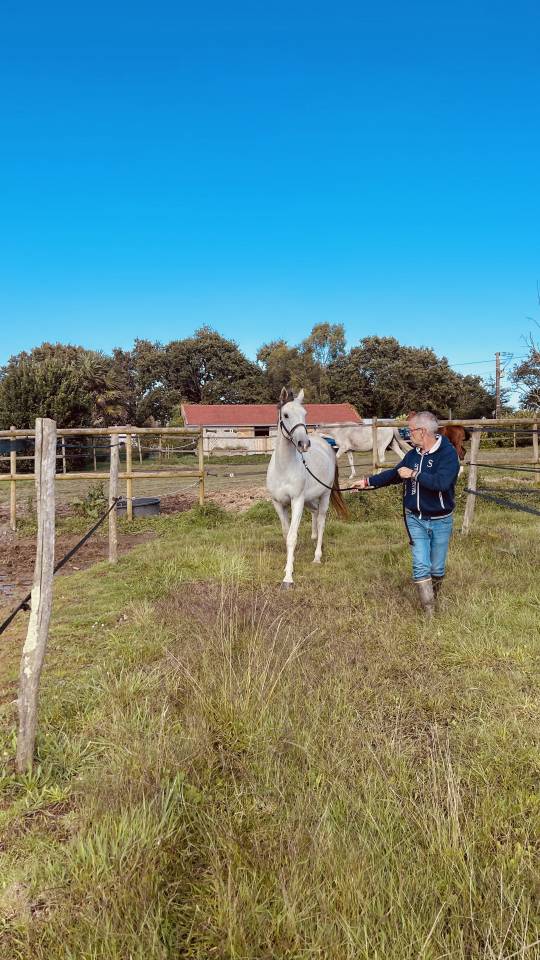 Caballo castrado Zangersheide En venta 2022 Tordo por CABRIO VAN DE HEFFINCK